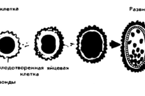 Кракен лег